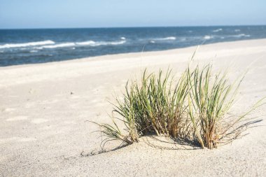 Beach grass bush on white sand at North sea. Summer beach day clipart