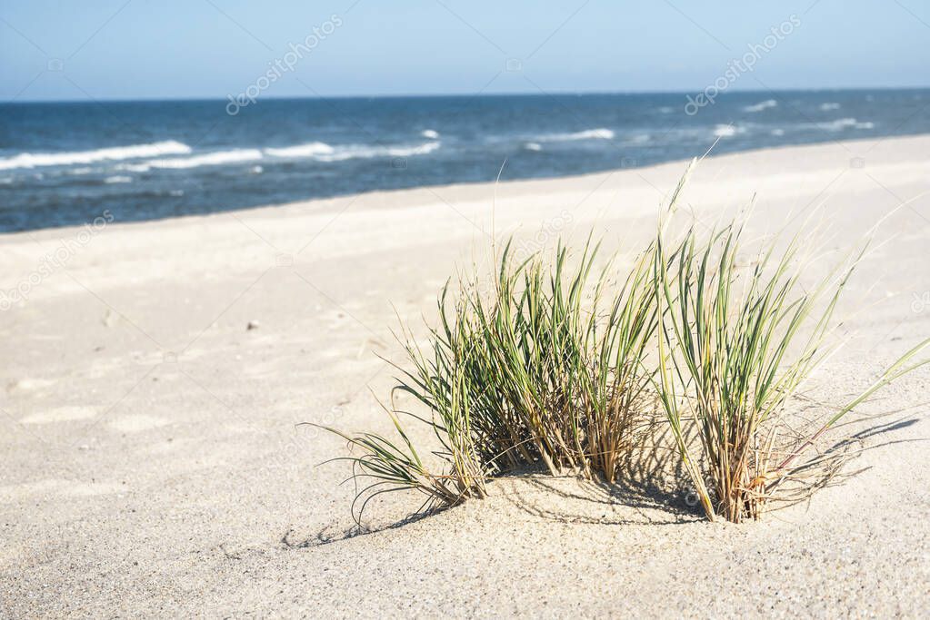 Beach grass bush on white sand at North sea. Summer beach day