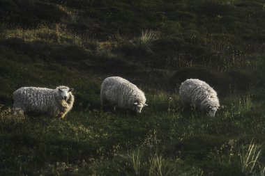 Kuzey Denizi 'ndeki Sylt adasında yosun tepelerinde üç koyun otluyor.