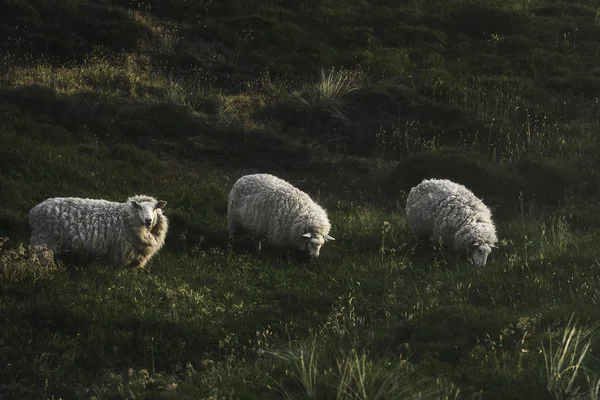 Три овцы пасутся на мхом холме на острове Силт в Северном море — стоковое фото