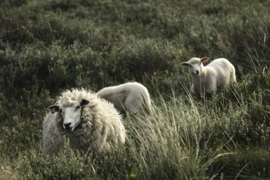 White sheep and lambs in tall grass on Sylt island Northern farm clipart