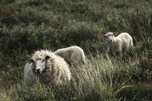 Biała owca i jagnięta w wysokiej trawie na wyspie Sylt Północne gospodarstwo — Zdjęcie stockowe