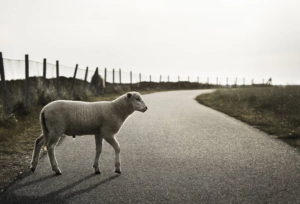 Ovejas en la carretera. Cordero caminando por el callejón. Bebé oveja cruzar calle —  Fotos de Stock