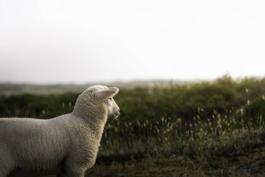 Baby sheep and dune landscape on Sylt island. White sheep gazing clipart