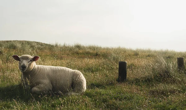 Ovelhas giras no prado na ilha Sylt. Cordeiro descansando sobre musgo verde — Fotografia de Stock
