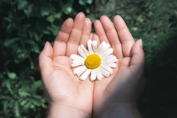 Daisy flower held in hands. Fragile white flower. Protecting nat