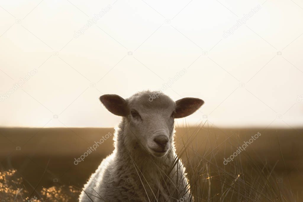 Sheep portrait in sunlight. White lamb on Sylt island. Sheep sta