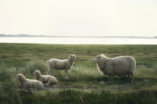 Ovejas y corderos en el prado de la isla Sylt. Ovejas en reserva natural —  Fotos de Stock