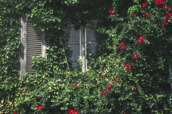 Window with red flowers and ecological wall. Spring house facade — ストック写真