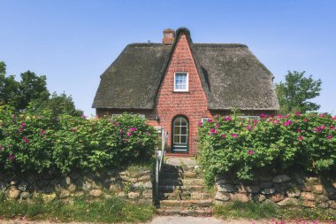 Sylt Adası 'nda gül çitli kırmızı tuğlalı Frizya evi. Thatche