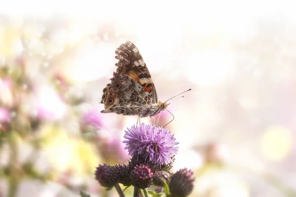 Vlinder op paarse bloem in bokeh zonlicht.Zonnige zomer natuur Stockfoto