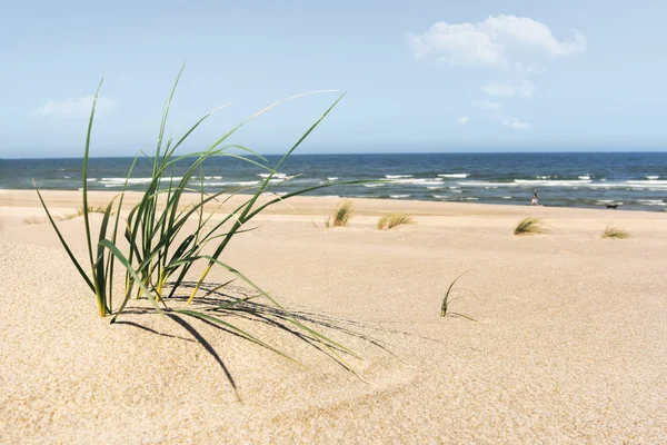 Słoneczna plaża z trawą, piaskiem i morzem północnym na wyspie Sylt — Zdjęcie stockowe