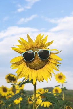Sunflower wearing sunglasses in a field of sunflower. Sunny summ