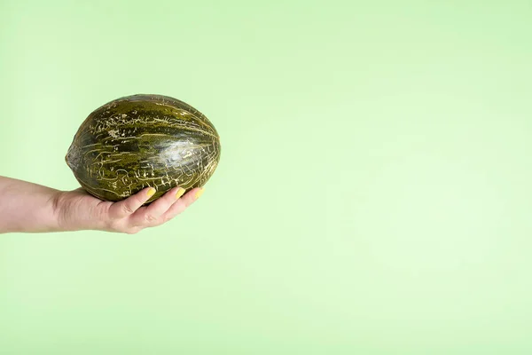 Spanish melon held in hand. Hand holding frog skin melon