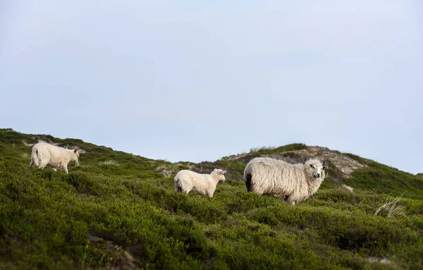 Ovejas con corderos en dunas de musgo verde en la isla Sylt. Alemán shee —  Fotos de Stock
