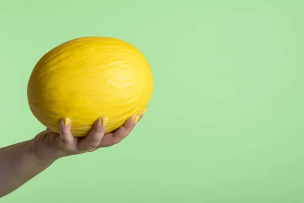 Honeydew melon held in hand. Whole yellow melon in woman hand