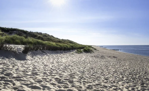 Sunny beach scenery on Sylt island, at North Sea, Germany. Grassy dune landscape and blue water. Summer beach landscape. Marram grass and sandy beach.