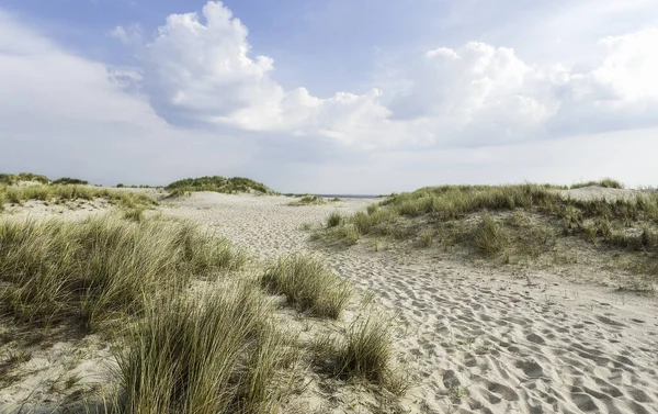 Empty beach with white sand and tall grass, on Sylt island, at the North Sea, Germany, on a sunny day. Summer beach landscape. Nature reserve.
