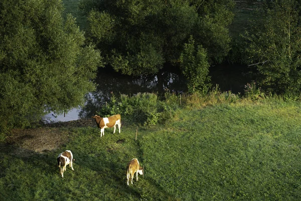 夏の自然の風景の中に緑の牧草地で牛の放牧 シュワビッシュホールの近く バーデンWuerttemberg ドイツ 牛の放牧 — ストック写真