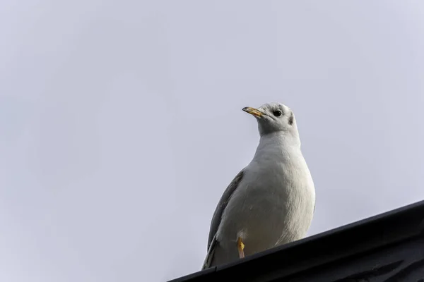 Bodem Uitzicht Een Meeuw Een Hek Het Ochtendlicht Leuke Meeuw — Stockfoto