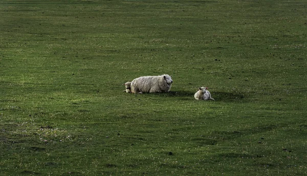 Witte Schapen Met Lammeren Een Weide Morgens Licht Sylt Eiland — Stockfoto