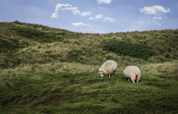 Frisiska Får Betar Sanddyner Täckta Med Grön Mossa Sylt Island — Stockfoto