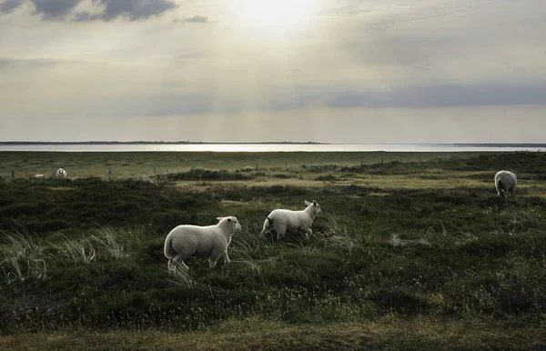 Sylt Isla Paisaje Amanecer Con Corderos Corriendo Través Musgo Corderos —  Fotos de Stock