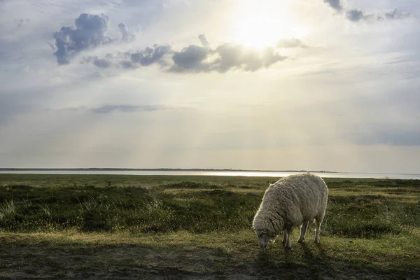 在德国锡尔特岛上 毛羊在绿茵的草地上自由地吃草 带着苔藓 日出时分 在自然保护区内免费饲养的动物 — 图库照片
