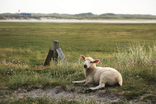 Bebê Ovelhas Sentadas Sozinhas Prado Arenoso Ilha Sylt Mar Norte — Fotografia de Stock