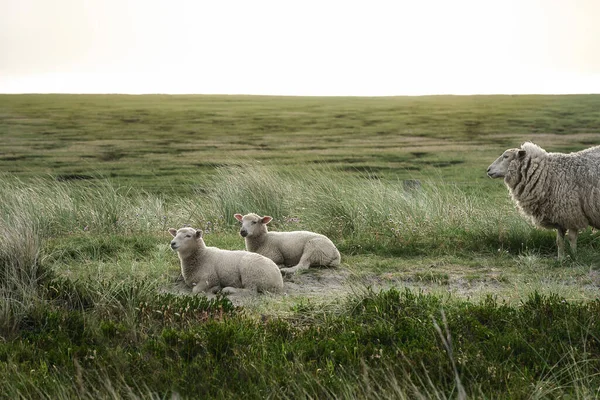 Familia Ovejas Descansando Hierba Verde Reserva Natural Isla Sylt Animales —  Fotos de Stock