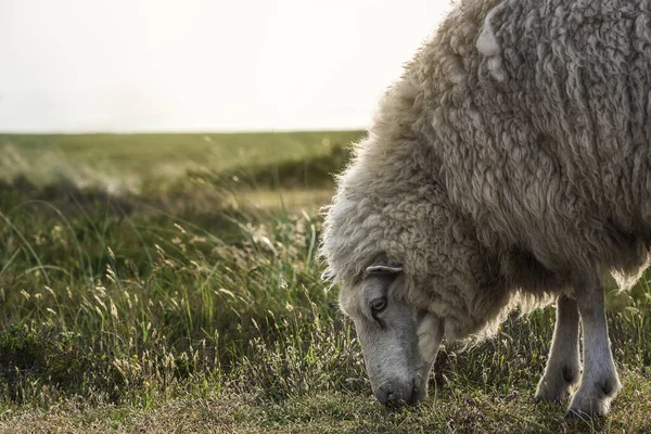 朝の光の中で白い羊の放牧は シルト島から保護された自然をTrueにします 羊のクローズアップ 側面からの眺め — ストック写真