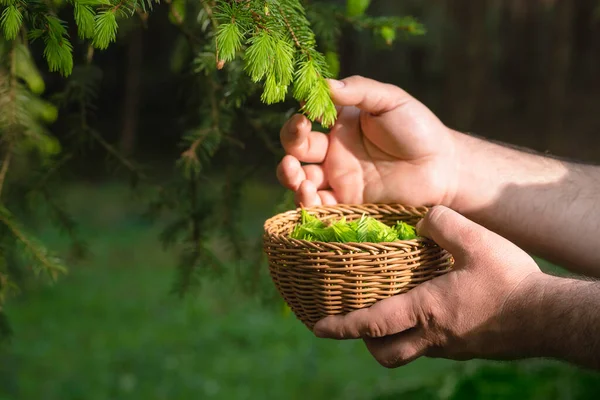 Man Harvesting Pine Buds Basket Forest Sunny Day Alternative Medicine — Stock Photo, Image