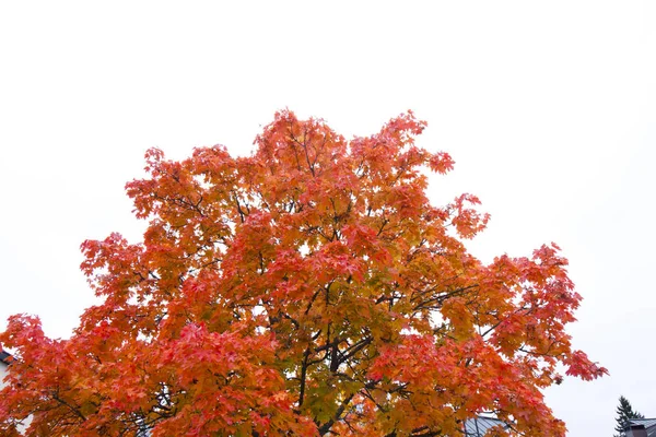 Arce rojo sobre fondo de cielo blanco en otoño — Foto de Stock