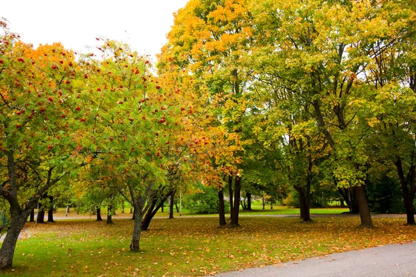 Sonbahar parkında renkli yapraklar — Stok fotoğraf