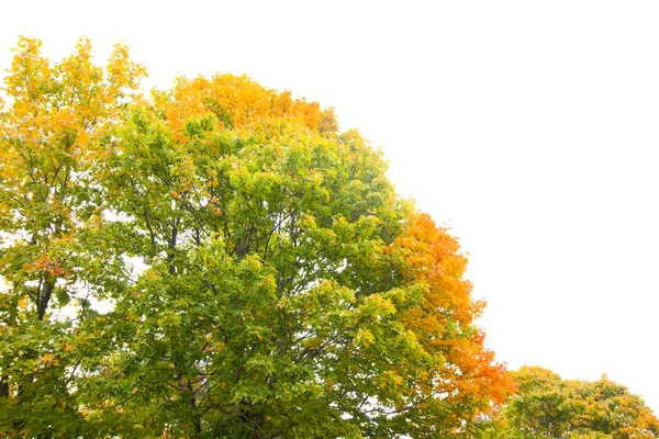 Bordo verde-amarelo no fundo do céu branco no outono — Fotografia de Stock