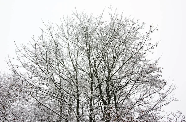 Neve em galhos de árvore no fundo de céu de inverno . — Fotografia de Stock