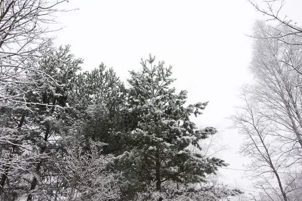 Snow at tree branches on winter sky background. — Stock Photo, Image