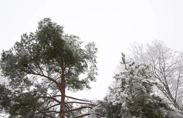 Kış gökyüzü arka plan ağaç dallarında, kar. — Stok fotoğraf