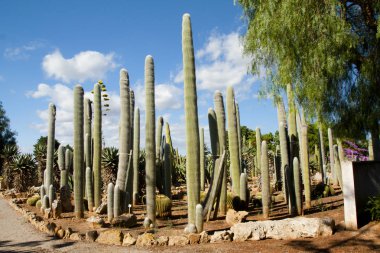 Kaktüs Bahçe Island Mayorka, Balear Adaları, İspanya.