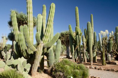Kaktüs Bahçe Island Mayorka, Balear Adaları, İspanya.