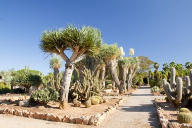 Kaktüs Bahçe Island Mayorka, Balear Adaları, İspanya.
