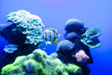 Renkli egzotik tropik balıklar sualtı akvaryum.
