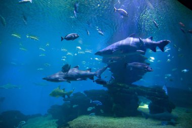 Tehlikeli köpekbalıkları ve bir akvaryum balıklar.