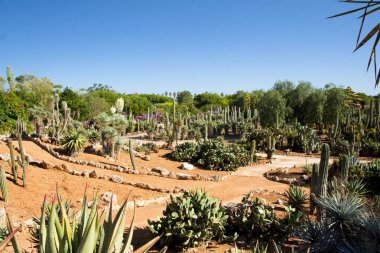 Kaktüs Bahçe Island Mayorka, Balear Adaları, İspanya.