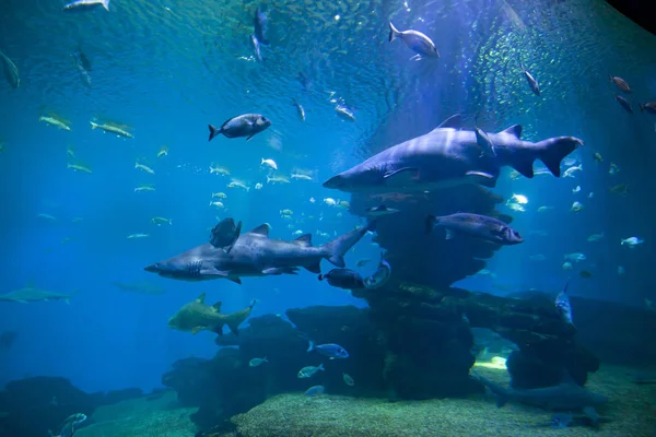 Tehlikeli köpekbalıkları ve bir akvaryum balıklar.