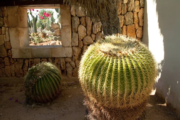 Cactustuin at eiland Mallorca, Balearen, Spanje. — Stockfoto