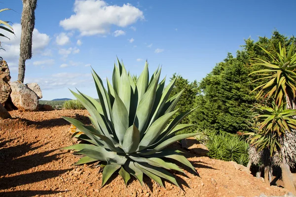 Jardín de cactus en la isla Mallorca, Islas Baleares, España . —  Fotos de Stock