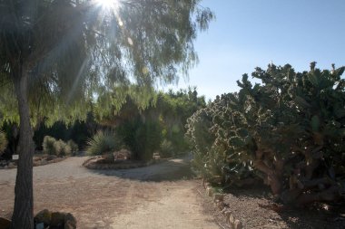 Kaktüs Bahçe Island Mayorka, Balear Adaları, İspanya.