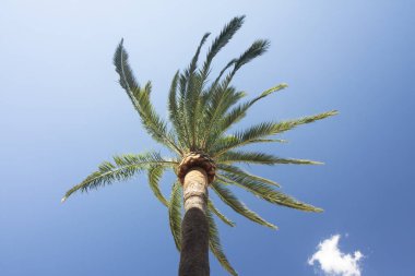 Mavi gökyüzü arka planında yeşil palmiye ağacı.