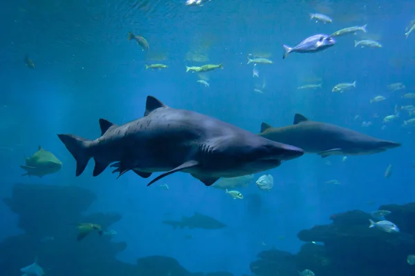 危険なサメと水槽の中の魚. — ストック写真